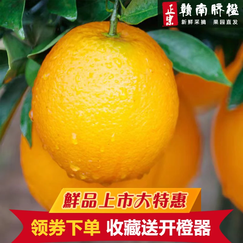 【安远三百山】正宗江西赣南脐橙新鲜水果橙子现摘现发甜橙子5斤