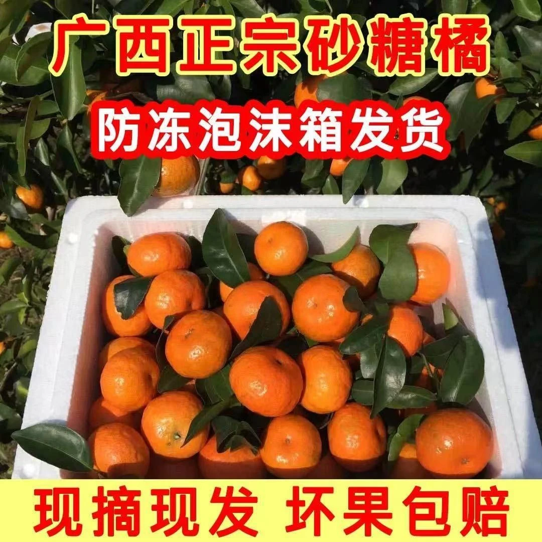 【广西正宗砂糖橘】桂林农家自摘砂糖橘新鲜当季水果橘子皮薄多爆汁