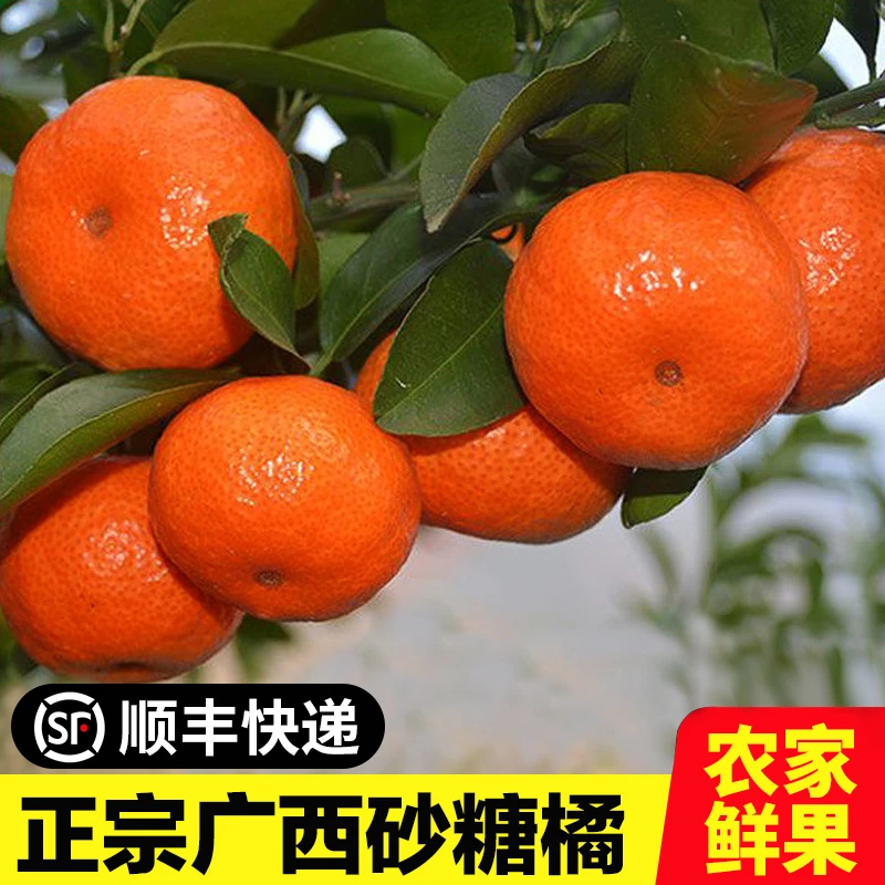 【正宗砂糖橘】沙糖柑橘新鲜水果薄皮砂糖橘清香桔当季水果超甜现摘