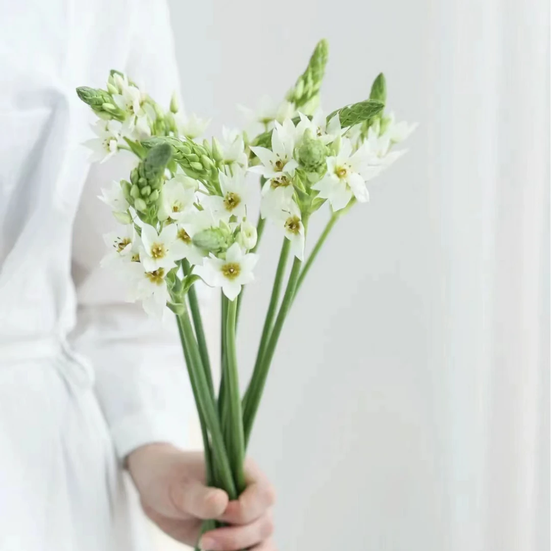 (典型懒人花)雀梅短花3把 花期久 好养 耐运性好 一单包邮