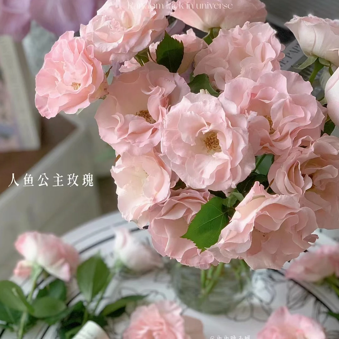（单头玫瑰花） 淡粉色系人鱼公主玫瑰 一单包邮