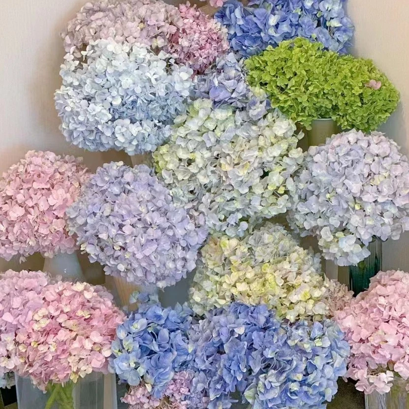 （绣球花）随机色绣球买3枝一单包邮中通冷链