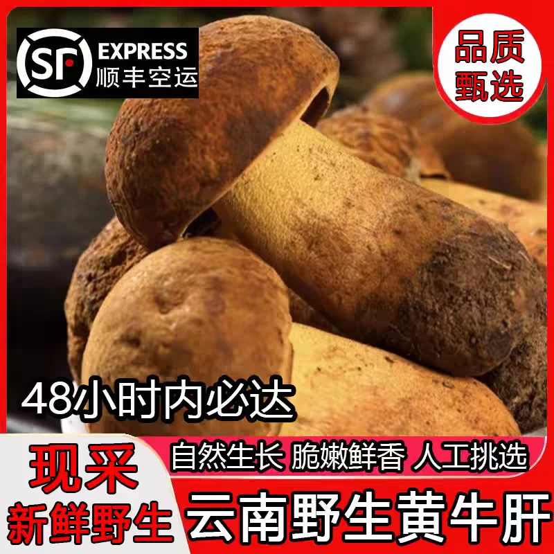 2024年云南楚雄新鲜野生菌黄赖头黄牛肝菌500-1000g