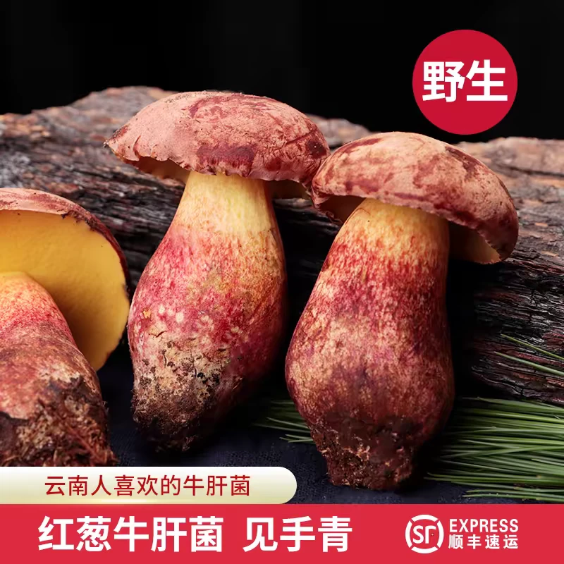 2024年云南楚雄本地野生菌红葱见手青新鲜空运采摘优质500g-1000g