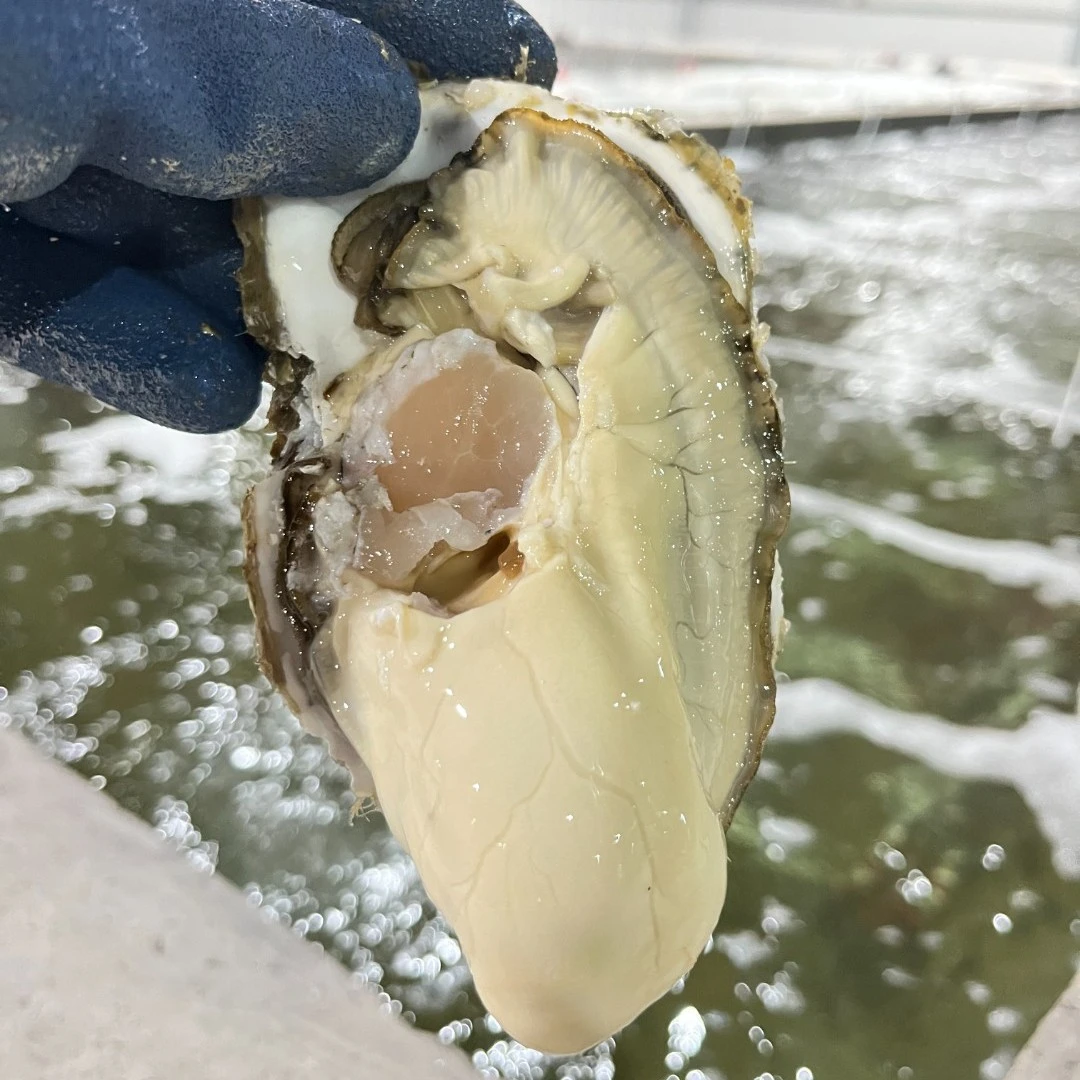 山东源产地新鲜鲜活发货肥美大生蚝6-8两规格清蒸刺身食材