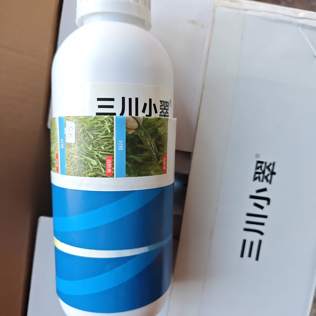 三川小翠小麦纹枯病好的很