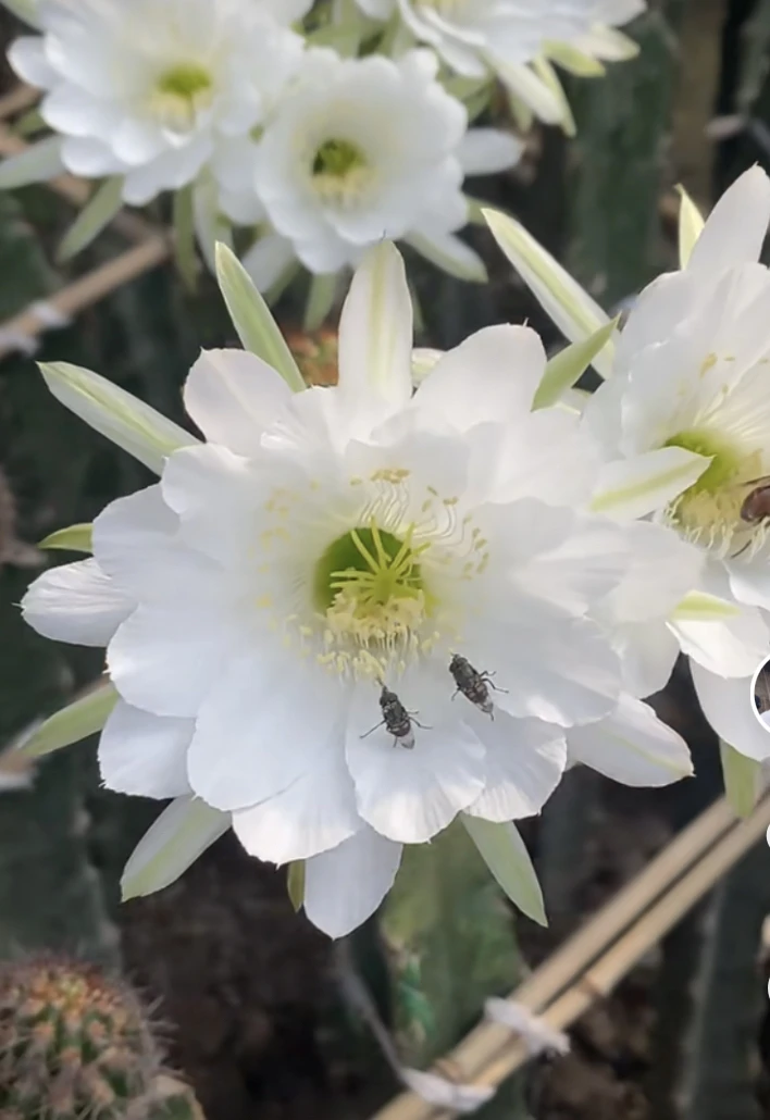 毛花柱 白蕊姬 侧芽 满25米包邮