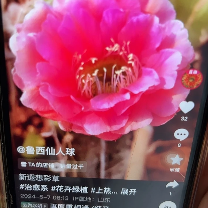 彩草 新遐想 侧芽 满25米包邮