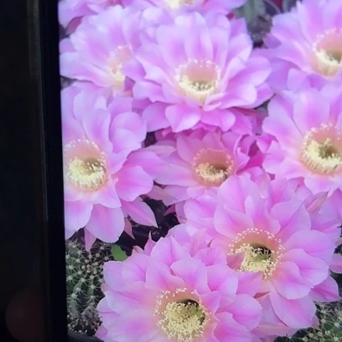 彩草 交响乐 侧芽 满25米包邮