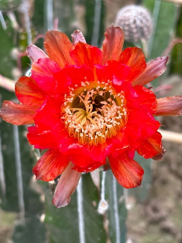 彩草 甜蜜 侧芽（满25米包邮）