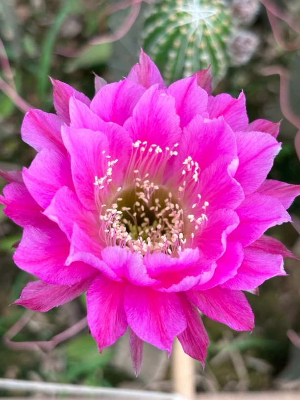 彩草 烟然 侧芽(满25米包邮)