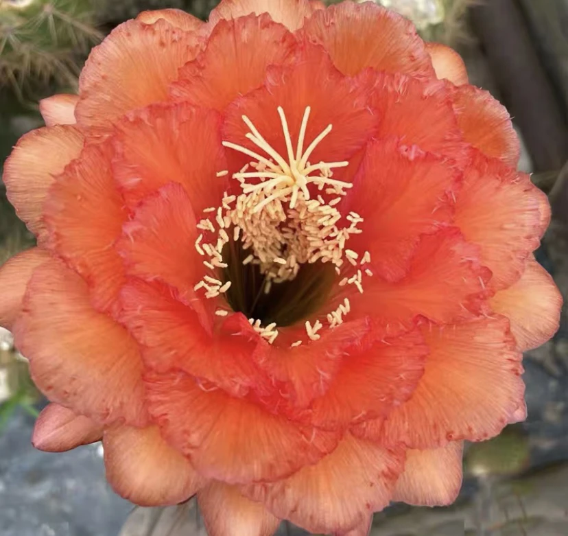 毛花柱 TS100 侧芽（满20米包邮）