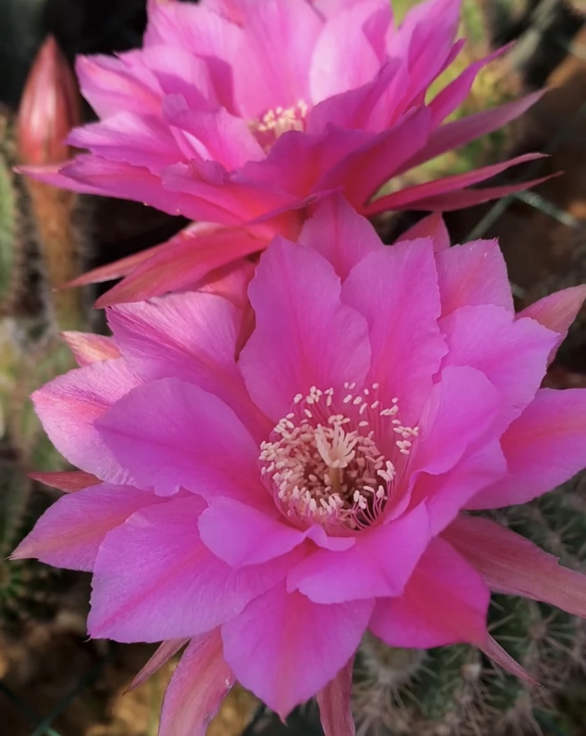 彩草 南希 侧芽 满25米包邮