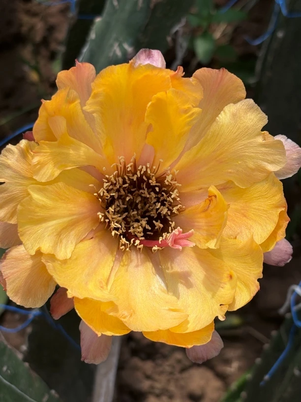 彩草 龙女 黑喉 仙人球 侧芽（满20米包邮）