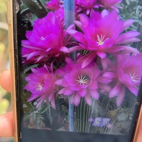 金妞 紫罗 侧芽 满25米包邮