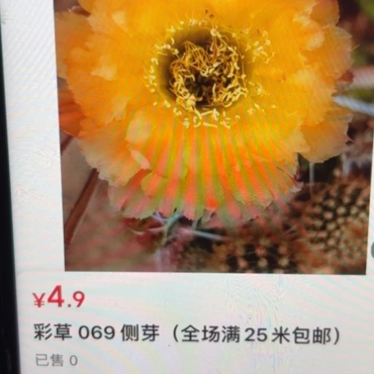 彩草 069 侧芽 满25米包邮