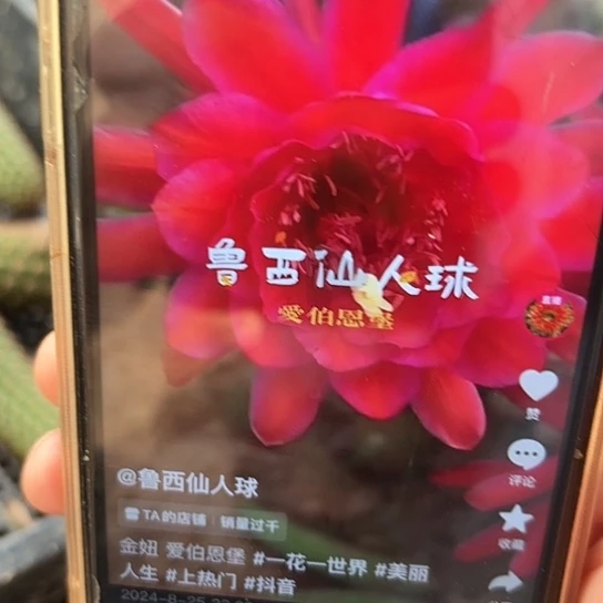 金妞 爱博 侧芽 满25米包邮
