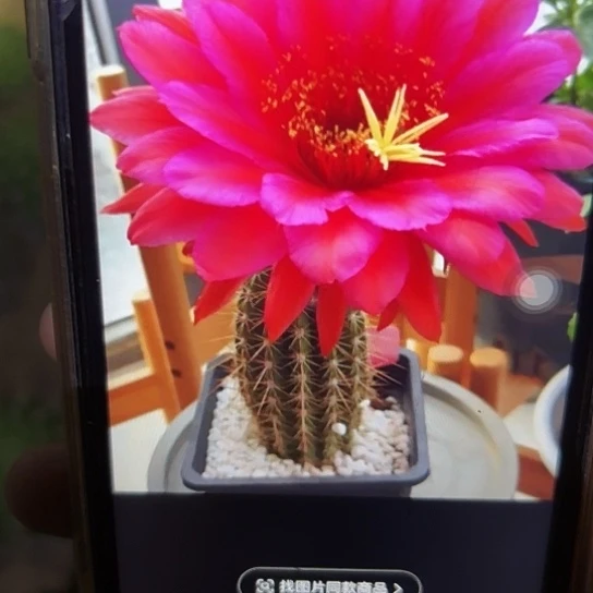 毛花柱 卫玠 侧芽 满25米包邮