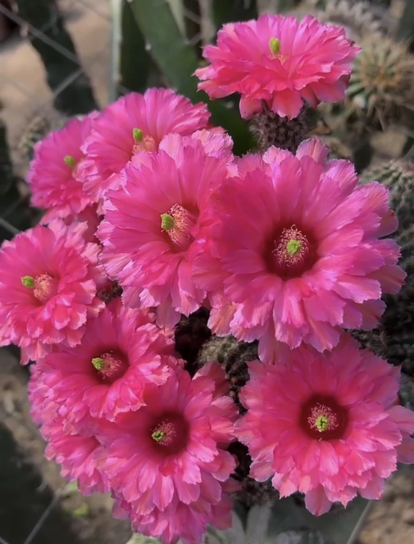 鹿角柱属 鲜红虾侧芽（满25米包邮）