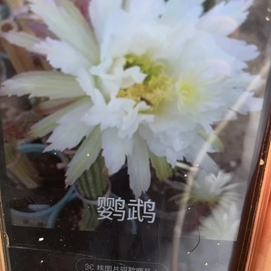 毛花柱 鹦鹉 侧芽 满25米包邮