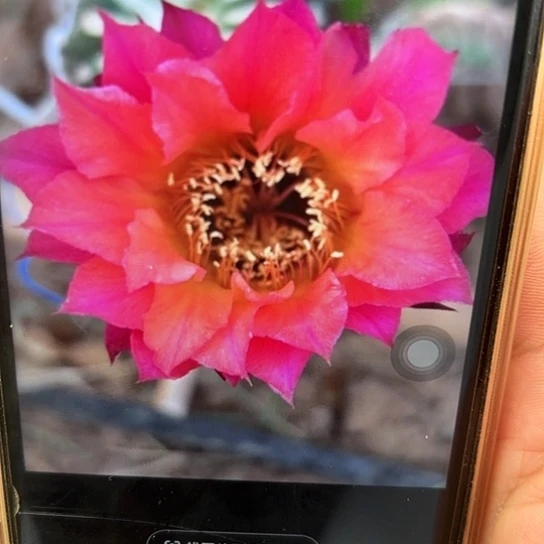 彩草 w07 侧芽 满25米包邮