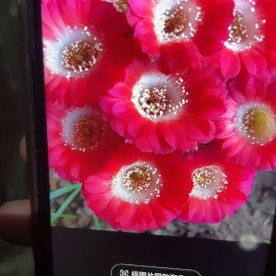 丽花 红舞裙 侧芽满25米包邮