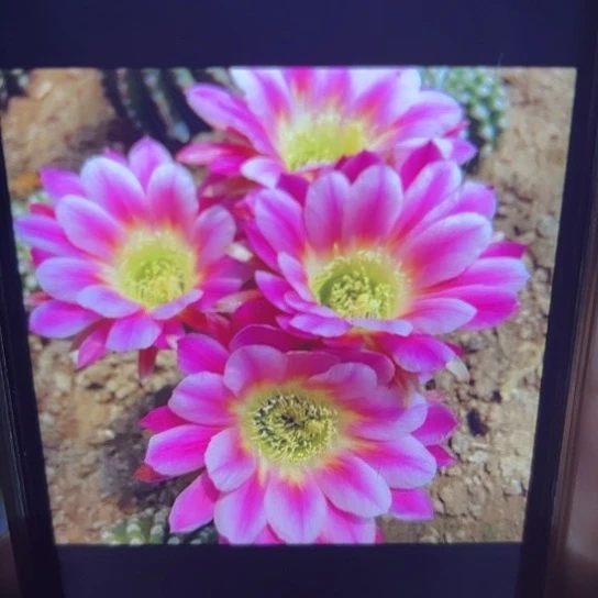彩草 调色板 侧芽 满25米包邮