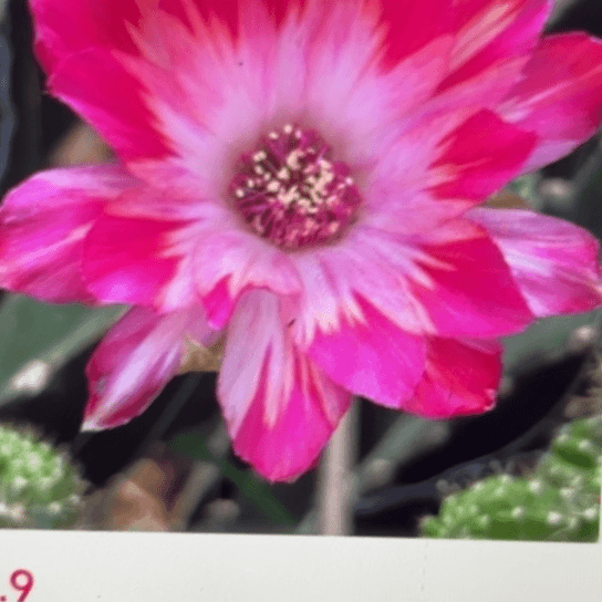 迈克 侧芽丽花 满25米包邮