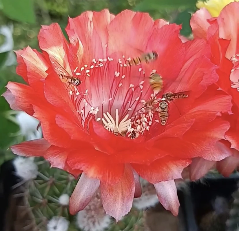 彩草 哈纳蕾 侧芽 满25米包邮