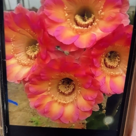 彩草 丽耀 侧芽 满25米包邮