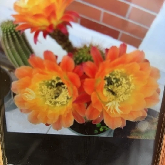 毛花柱 杏光辉 侧芽 满25米包邮