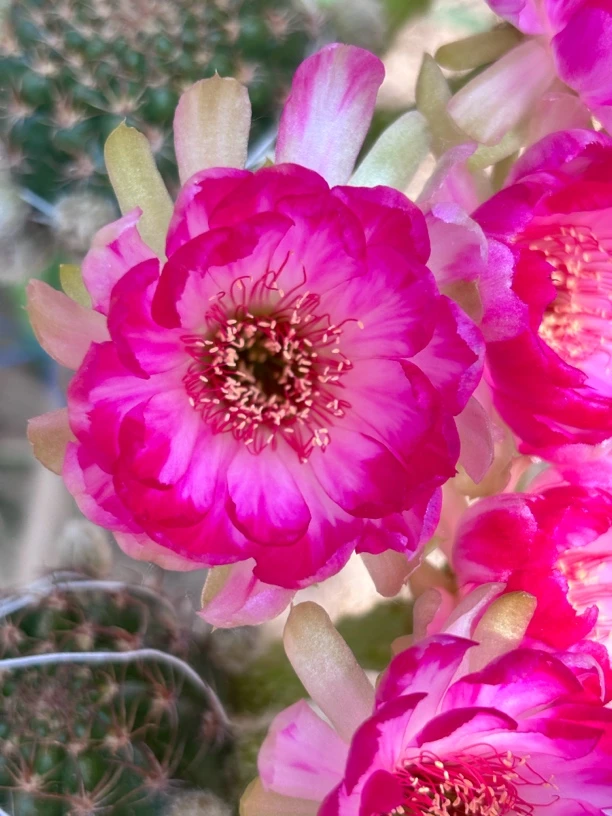 丽花 炫彩 侧芽（满25米包邮）