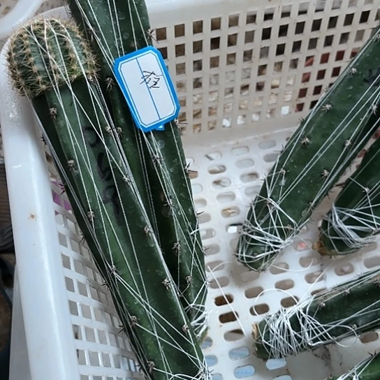 柱千层酥 嫁接母本