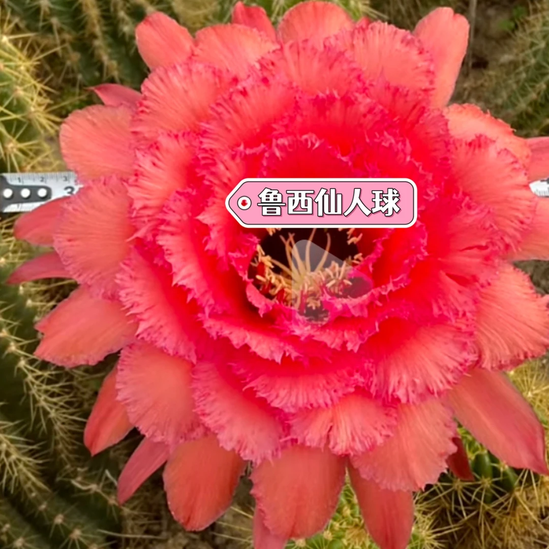 新品 满江红 侧芽 毛花柱