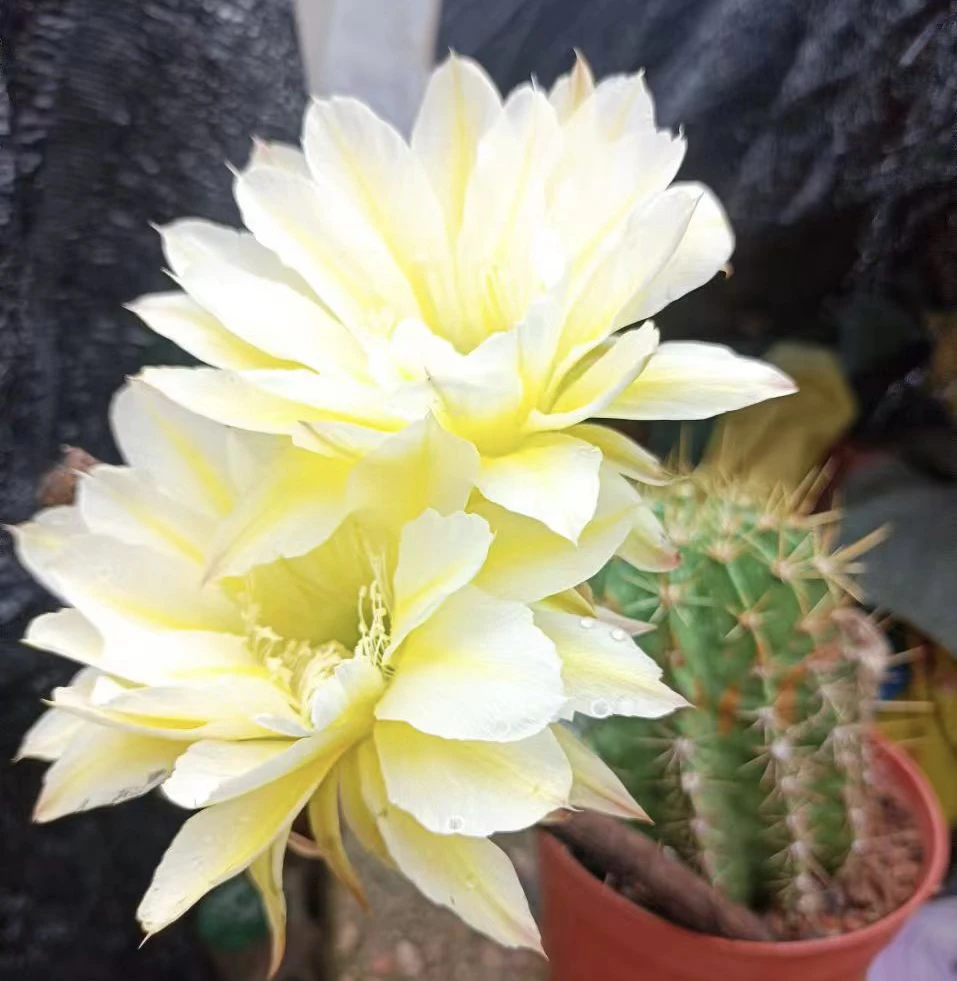 仙人球 彩草 黄白侧芽