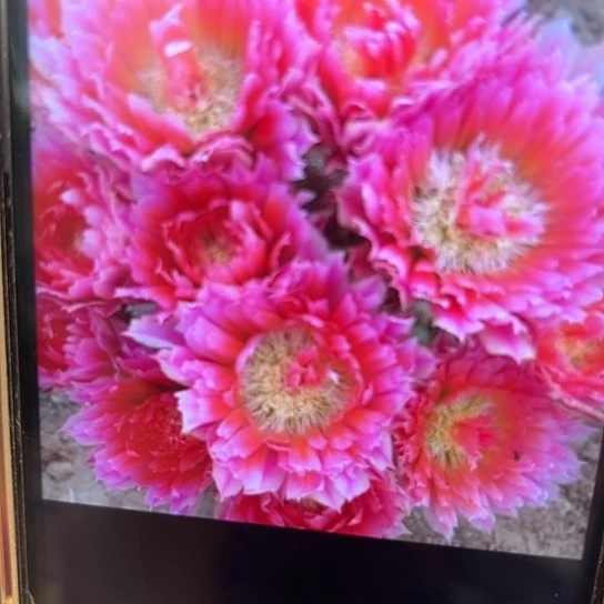 史蒂夫之梦 侧芽 满25米包邮