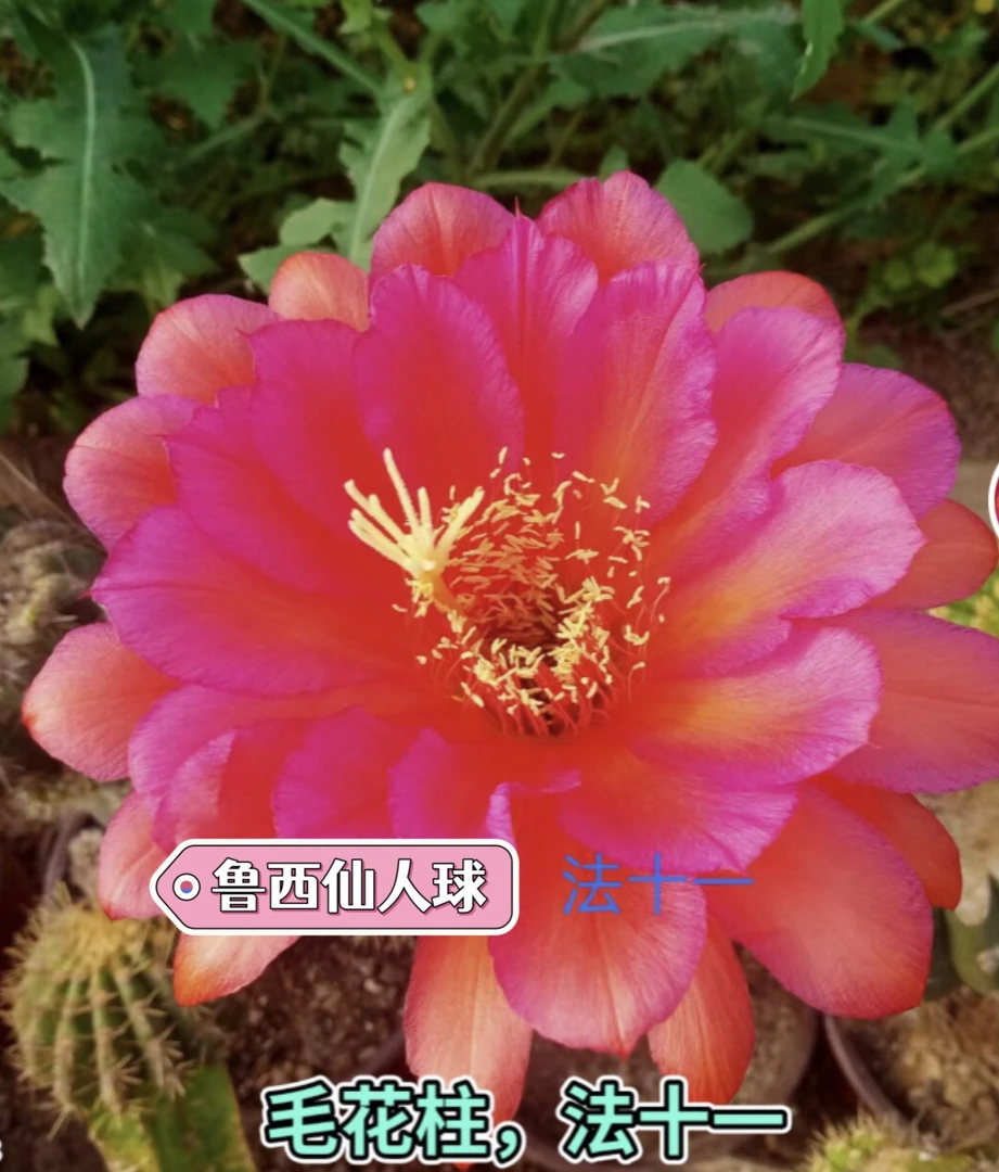 毛花柱 法十一 侧芽（满20米包邮)