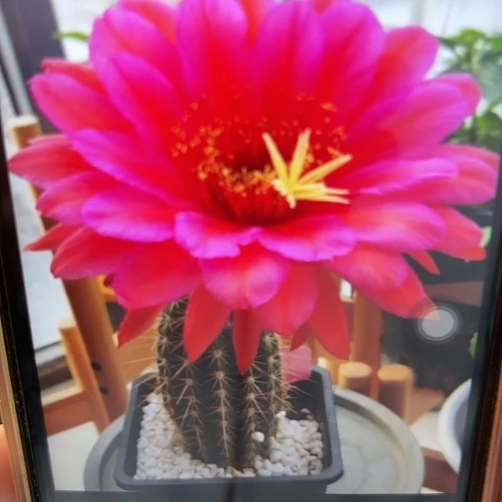 毛花柱 卫玠 侧芽 满25米包邮