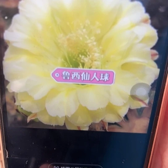 彩草 绿心可可 侧芽 满25米包邮