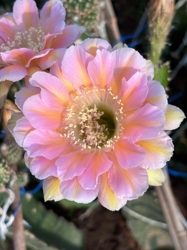 彩草 淑妃 侧芽（满25米包邮）