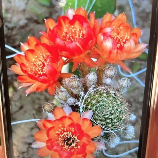 丽花 天使之泪 侧芽 满25米包邮