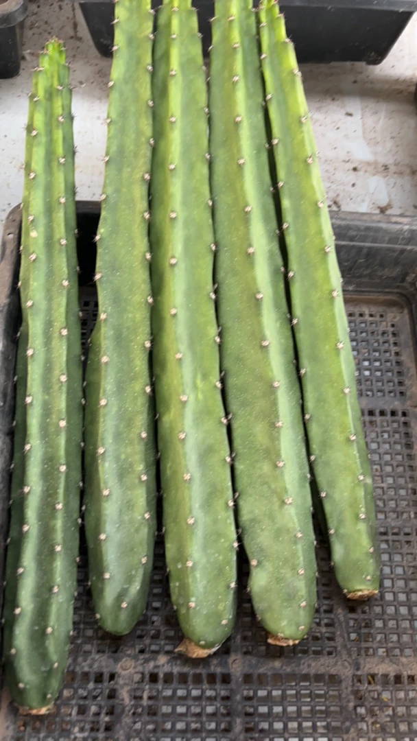 红花黑刺袖蒲 无根 8根