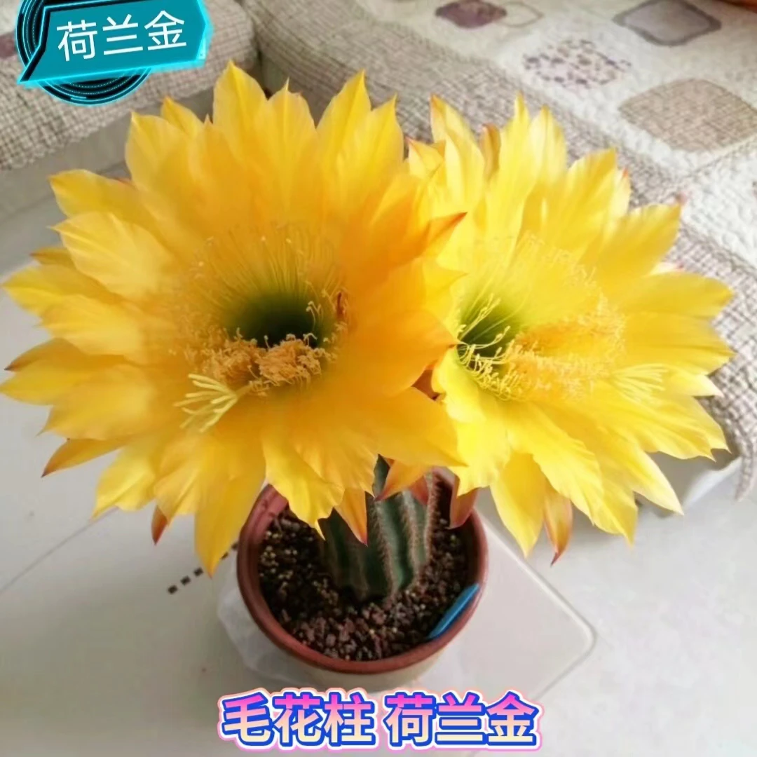 荷兰金 侧芽 毛花柱（满20米包邮）