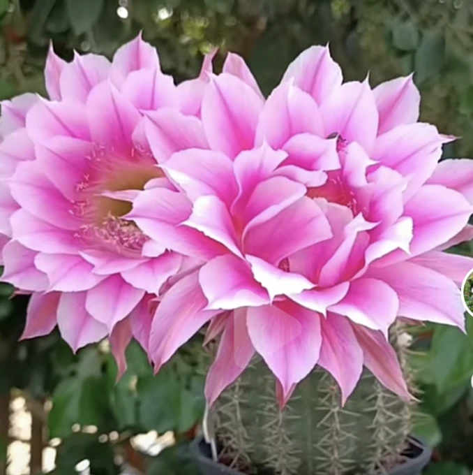 彩草 烟花 侧芽 卷边皱瓣 勤花