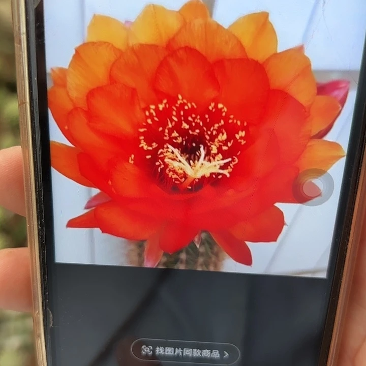 毛花柱 奥兰治 侧芽 满25米包邮