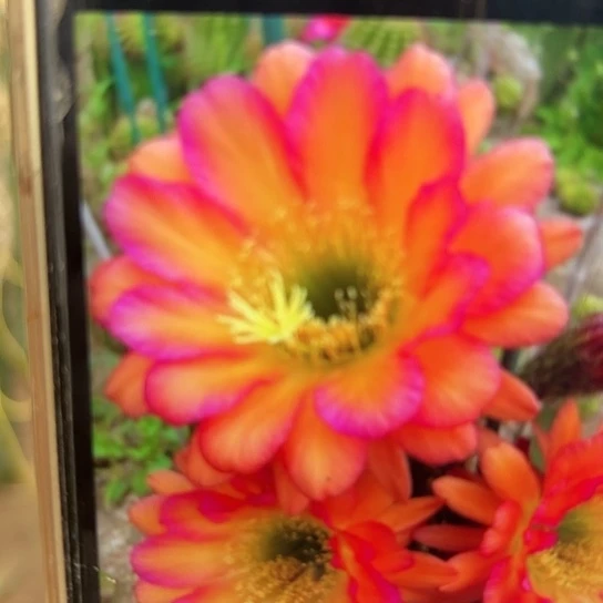 毛花柱 小丑 侧芽 满25米包邮