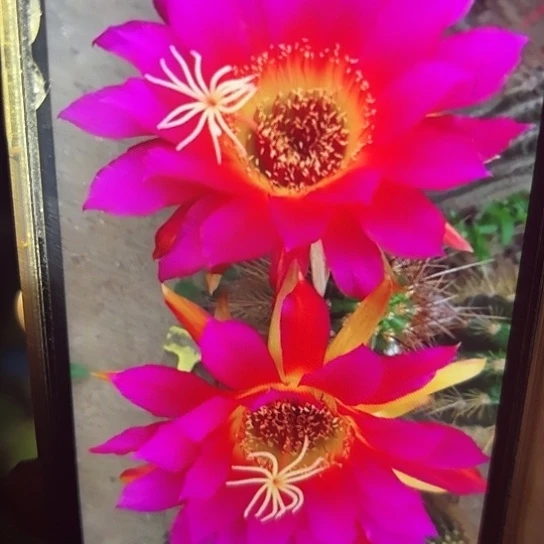 毛花柱 德绍尔星 侧芽 满25米包邮