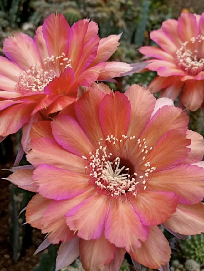 彩草 石楠烟火 侧芽