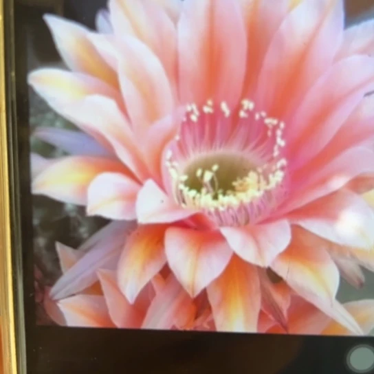 彩草 遐想侧芽 满25米包邮