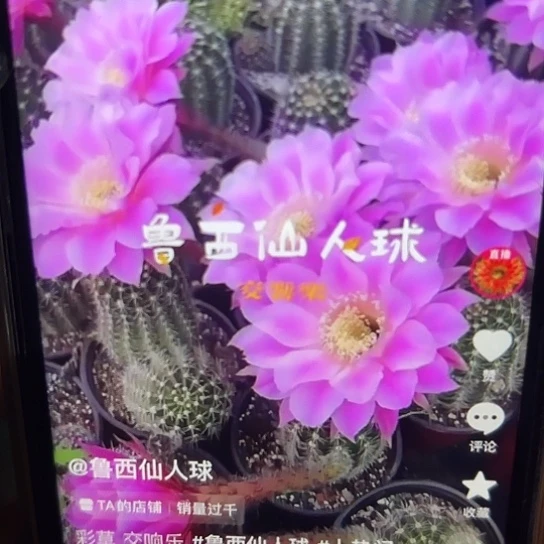 彩草 交响乐 侧芽 满25米包邮